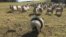 Schaf schaukelt