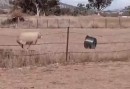 Schaf vs Kübel