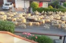 Schafe und die Zwischenmahlzeit