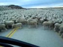 Schafe, viele Schafe