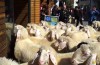 Schafsherde stürmt Sportgeschäft in Österreich