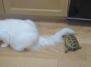 Schildkröte mag Katzen