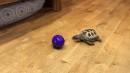 Schildkröte spielt mit Ball