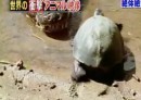 Schildkröte vs. Krokodile