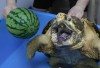 Schildkröte vs. Wassermelone