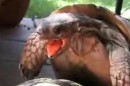 Schildkröten haben Sex