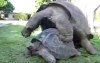 Schildkröten haben Sex - Teil 2