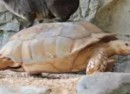 Schildkrötentransport