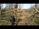 Schimpanse vs. Drohne