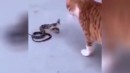 Schlange vs. Katze #3