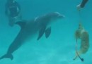 Schnorcheln mit Delfin