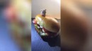 Schweinchen vs Hamburger