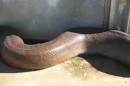 sehr lange Schlange!