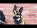 Ryker der Servicehund