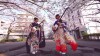 Shamisen Under The Cherry Blossoms 2017 - Ki & Ki