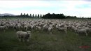 Sheep Protest!