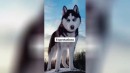 Siberian Husky: Erwartung vs Realität