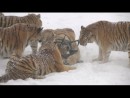 Sibirischer Tiger vs. Drohne