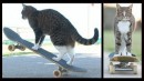 Skateboard - Katze