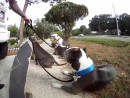 Skateboarding mit Hunden