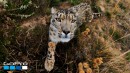 Snow Leopard Meets GoPro