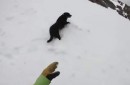 Snowboarden mit dem Hund