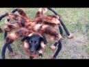 Spider Dog