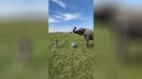 Spielen mit dem Elefanten