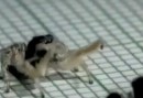 Spinne tanzt Tango