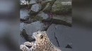 Leopard fühlt sich beobachtet