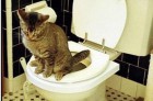 Toiletten-Trainingsset für Katzen