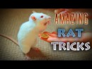 Tricks mit Ratten