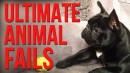 Ultimate Animal Fails