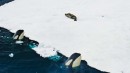 Unglaubliche Orca-Jagd