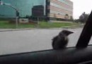 Vogel mag Autofahren
