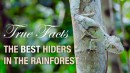Wahre Fakten: Täuschung im Regenwald