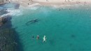 Wal besucht Strandbesucher