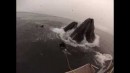 Wal frisst Taucher