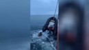 Walross vs Schlauchboot