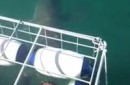 Weisser Hai durchbricht Käfig