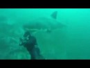 Weißer Hai vs. Taucher