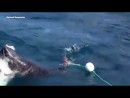 Weißer Hai wird vom rivalisierenden Hai verstümmelt