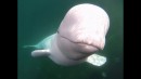 Weißwal klaut GoPro - Kamera