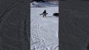 Wildschwein vs Snowboarder