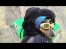 Wingsuit BASE Jumping Dog