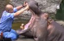 Zahnpflege beim Flusspferd