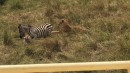 Zebra - Mama vs. Löwin