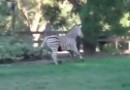 Zebra im Garten