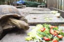 Zeitraffer: Schildkröte am fressen