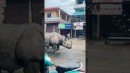 Zwei Nashörner schlendern durch Nepal